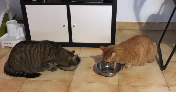 aldecinei pet sitter à MONTPELLIER 34000_8