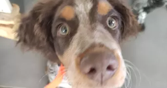 sven pet sitter à PARIS 14 75014