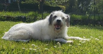 mattea pet sitter à ST LEU LA FORET 95320_1