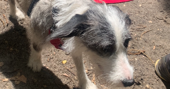 pierre marie dog sitter à SANNOIS 95110_2