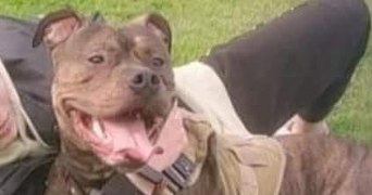 alizée dog sitter à LORIENT 56100_6