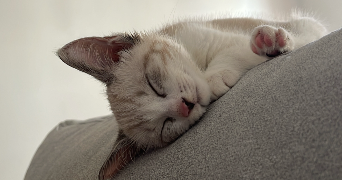 lucie pet sitter à ABSCON 59215_6