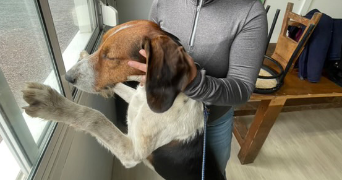 elysa pet sitter à HEROUVILLE ST CLAIR 14200_3