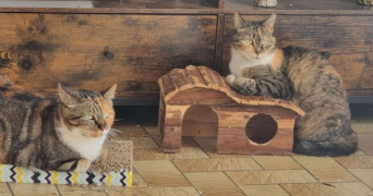 solène pet sitter à CHERBOURG EN COTENTIN 50470_2