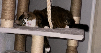 morgane pet sitter à BELLEVILLE EN BEAUJOLAIS 69220_2