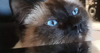 laurette pet sitter à ST JEAN DE BOISEAU 44640