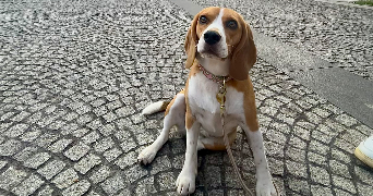 amadea pet sitter à ALBI 81000_2