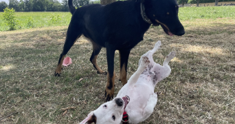 sandrine pet sitter à ST ORENS DE GAMEVILLE 31650_9