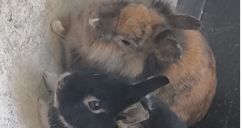 lenny pet sitter à BOURG LES VALENCE 26500_2