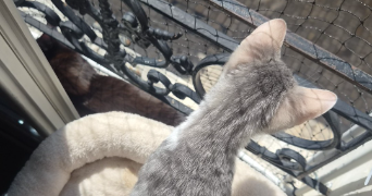 pamela pet sitter à ORLEANS 45000_4