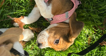 valentine pet sitter à BORDEAUX 33000_2