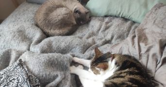 elisa pet sitter à STE GENEVIEVE DES BOIS 91700_3