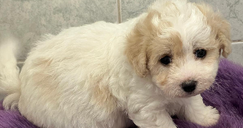 dounia pet sitter à VENISSIEUX 69200_2