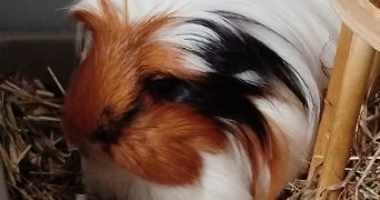 céline pet sitter à MARSEILLE 09 13009_3