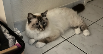 christelle pet sitter à BORDEAUX 33800_5