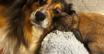 justine pet sitter à ST PYTHON 59730_2