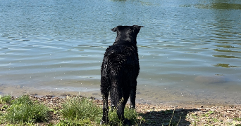 cassandra dog sitter à Tavaux 39500_1