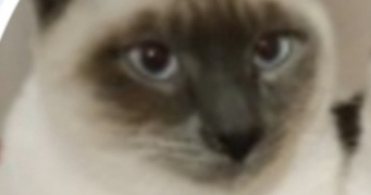 greta pet sitter à FERNEY VOLTAIRE 01210_1