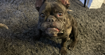 fabienne  pet sitter à NICE 06100_1