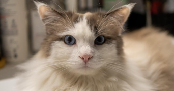 marie pet sitter à BERGERAC 24100_2