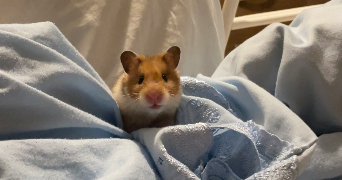 josiany  pet sitter à TOULOUSE 31400_0