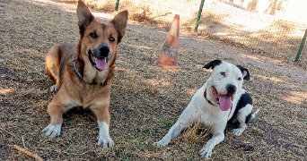 deborah pet sitter à FREJUS 83600_1