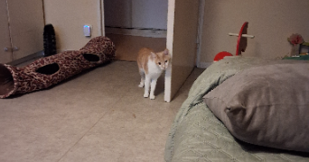nadège pet sitter à METZ 57070_0