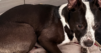 walaiphan pet sitter à DRANCY 93700_1