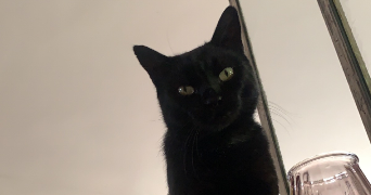 nina pet sitter à NOUZILLY 37380_1
