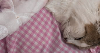 ilef pet sitter à MENTON 06500_2