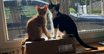 amandine pet sitter à La Chapelle-sur-Erdre 44240_1