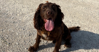 lydie pet sitter à FRANCHEVILLE 51240_2