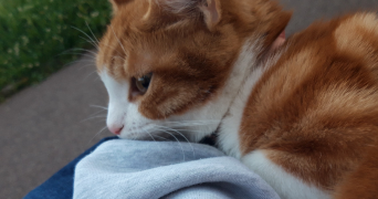 vanessa pet sitter à ST PRIEST 69800_0