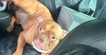 aline pet sitter à BRUNOY 91800_3