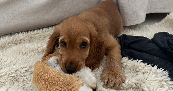 doriane pet sitter à Gonesse 95500_3