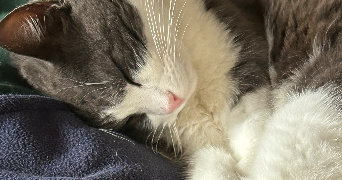 nora pet sitter à MARSAC SUR L ISLE 24430_1