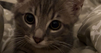 emie pet sitter à BASSENS 33530_0