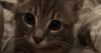 emie pet sitter à BASSENS 33530
