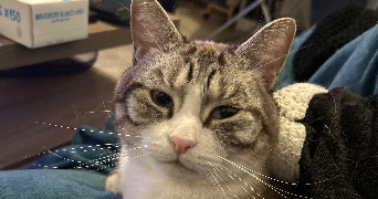 cynthia pet sitter à ST AIGNAN LE JAILLARD 45600_1