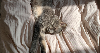 laura pet sitter à Paris 75012_0