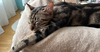 laure pet sitter à BOULOGNE BILLANCOURT 92100_5