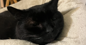 agathe pet sitter à COLOMBES 92700_3
