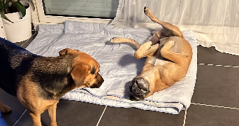 laetitia pet sitter à CHATEAUNEUF SUR CHER 18190_0