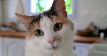 priscillia pet sitter à BERRIC 56230_3