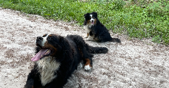 laura pet sitter à CHEVRY COSSIGNY 77173_4