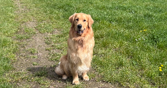 rebecca pet sitter à Villebon-sur-Yvette 91140_2