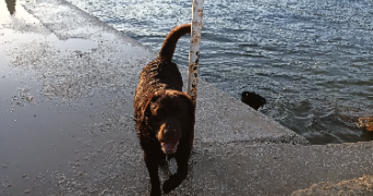 claudine pet sitter à TOULON 83000_4