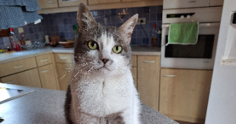 chantal pet sitter à LE CANNET DES MAURES 83340_6