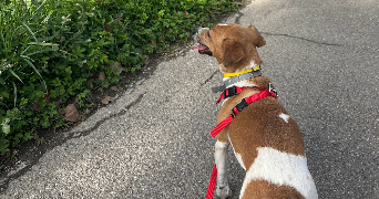 valérie pet sitter à DIEMOZ 38790_2