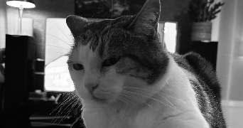 tiphaine pet sitter à ROSNY SOUS BOIS 93110_3